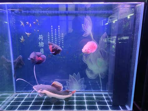 養魚的種類 地图鱼混养